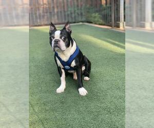 Boston Terrier Dogs for adoption in Maryville, TN, USA