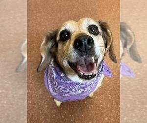 Beagle Dogs for adoption in Pottstown, PA, USA