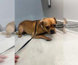 Chug Dogs for adoption in Baytown, TX, USA