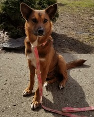 Shepradors Dogs for adoption in Ridgefield, CT, USA