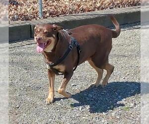 Labrottie Dogs for adoption in Berkeley Springs, WV, USA
