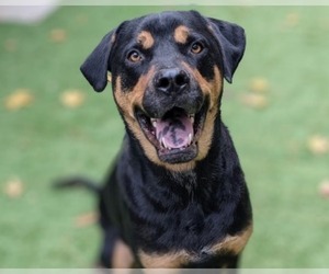 Rottweiler-Unknown Mix Dogs for adoption in Raleigh, NC, USA