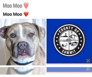 Staffordshire Bull Terrier-Unknown Mix Dogs for adoption in Akron, OH, USA