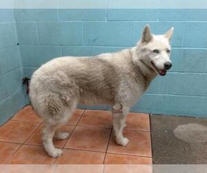 Siberian Husky-Unknown Mix Dogs for adoption in Downey, CA, USA