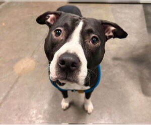 American Bulldog-Unknown Mix Dogs for adoption in Tavares, FL, USA