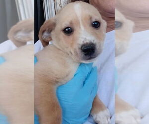 Toxirn Dogs for adoption in Grafton, WI, USA