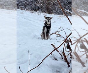 Siberian Husky-Unknown Mix Dogs for adoption in MIDWAY, UT, USA