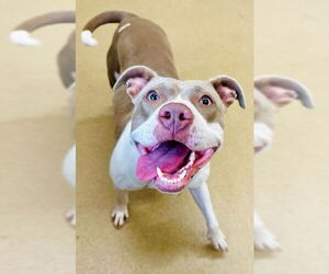 American Pit Bull Terrier Dogs for adoption in Derwood, MD, USA