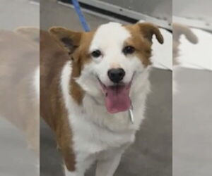 Pembroke Welsh Corgi-Unknown Mix Dogs for adoption in Forestville, MD, USA