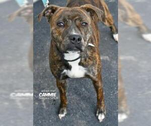 American Staffordshire Terrier-Unknown Mix Dogs for adoption in Niagara Falls, NY, USA
