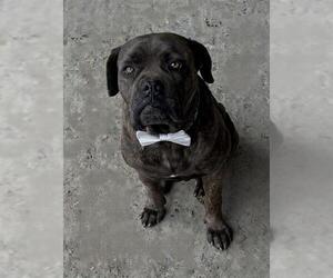 Medium Photo #1 Mutt Puppy For Sale in Stockton, CA, USA