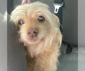 Mutt Dogs for adoption in Vail, AZ, USA