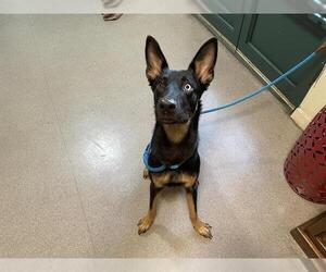 German Shepherd Dog-Unknown Mix Dogs for adoption in Pasadena, CA, USA