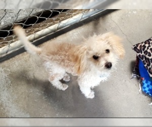 Maltese-Poodle (Toy) Mix Dogs for adoption in Ventura, CA, USA