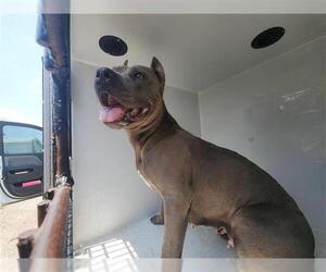American Pit Bull Terrier-Unknown Mix Dogs for adoption in Houston, TX, USA