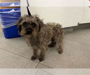 Poocan Dogs for adoption in Rancho Cucamonga, CA, USA