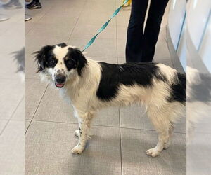 Australian Shepherd Dogs for adoption in Rancho Cucamonga, CA, USA