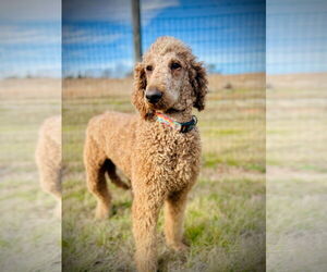 Poodle (Standard) Dogs for adoption in Pacolet, SC, USA