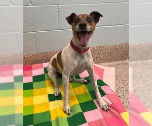 Mutt Dogs for adoption in Brighton, CO, USA