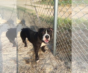 Medium Photo #1 American Pit Bull Terrier Puppy For Sale in Pleasanton, TX, USA