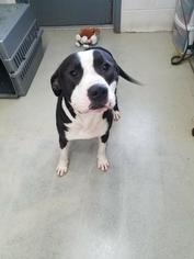 Staffordshire Bull Terrier Dogs for adoption in Camden, TN, USA