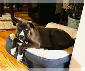 Labrador Retriever-Unknown Mix Dogs for adoption in pomfret, CT, USA