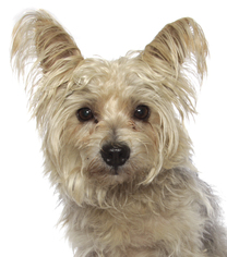 Silky Terrier Dogs for adoption in Oakland Park, FL, USA