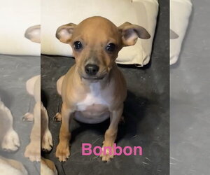 Chihuahua-Unknown Mix Dogs for adoption in Topeka, KS, USA
