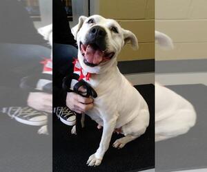 American Bulldog-Labrador Retriever Mix Dogs for adoption in Perth Amboy, NJ, USA