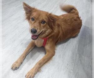 Basenji-Unknown Mix Dogs for adoption in Richmond, British Columbia, Canada