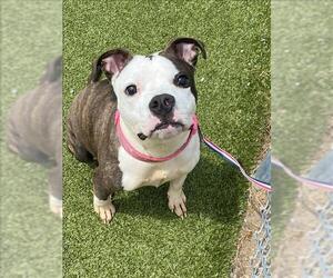 American Bulldog-Unknown Mix Dogs for adoption in Fayetteville, NC, USA