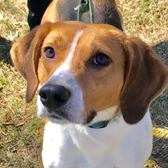 English Foxhound Dogs for adoption in Fairfax, VA, USA