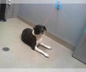 Labrador Retriever-Unknown Mix Dogs for adoption in Las Vegas, NV, USA