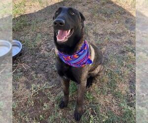 Mutt Dogs for adoption in Modesto, CA, USA