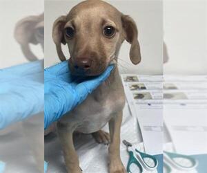 Chihuahua Dogs for adoption in Bakersfield, CA, USA