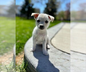 Chihuahua-Unknown Mix Dogs for adoption in Plymouth, MN, USA