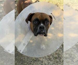 Boxer Dogs for adoption in Riverside, CA, USA