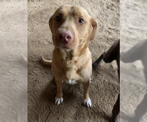 Lab-Pointer Dogs for adoption in Ben Wheeler, TX, USA