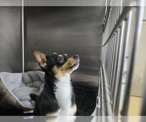Chihuahua Dogs for adoption in Derwood, MD, USA