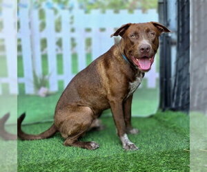 Labrador Retriever-Unknown Mix Dogs for adoption in Long Beach, CA, USA