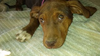 Medium Photo #1 Plott Hound-Unknown Mix Puppy For Sale in Morganville, NJ, USA