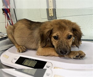 Labrador Retriever Dogs for adoption in Corpus Christi, TX, USA