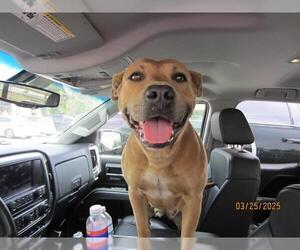 Staffordshire Bull Terrier Dogs for adoption in Ocala, FL, USA