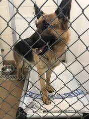 Mutt Dogs for adoption in Lancaster, PA, USA