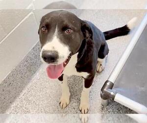 Labrador Retriever-Unknown Mix Dogs for adoption in Houston, TX, USA