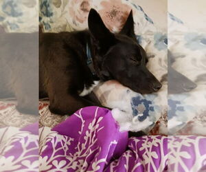 Mutt Dogs for adoption in Candler, NC, USA