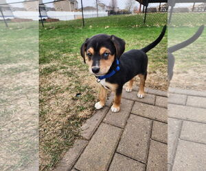 Golden Retriever-Unknown Mix Dogs for adoption in Des Moines, IA, USA