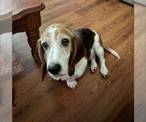Basset Hound Dogs for adoption in Brookville, OH, USA
