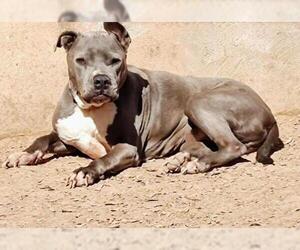 American Staffordshire Terrier-Unknown Mix Dogs for adoption in Pena Blanca, NM, USA