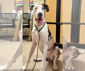 Great Dane Dogs for adoption in Great Bend, KS, USA